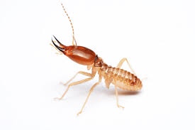 Effective Ways To Deal With Termites In Your Home
